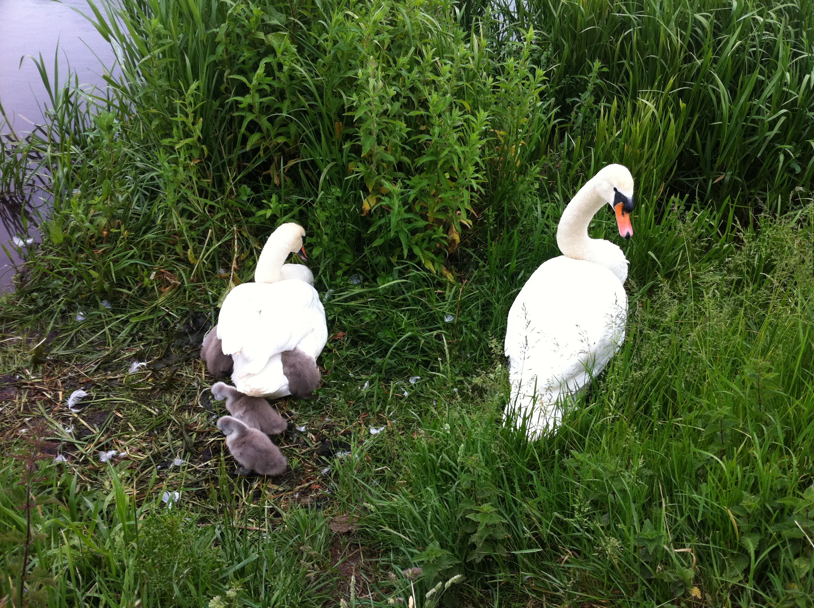 Grantchester Meadows on a rainy day