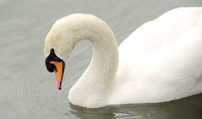 Cambridge rowers, anarchy and elitism, the Queen and Mr Asbo the swan